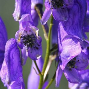 Aconitum Austroyunnanense Plant