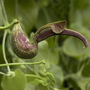 Aristolochia Ringens Plant