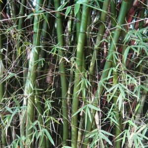 Bamboo Plant (Bambusa Arundinacea)