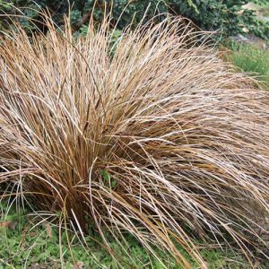 Bronze Carex Comans