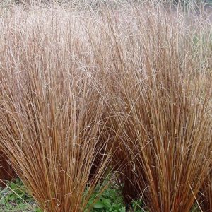 Carex Buchananii Plant