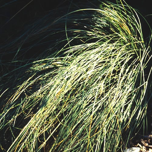 Carex Comans ‘Frosted Waves’