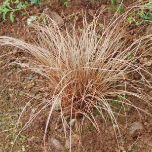 Carex Flagellifera Plant