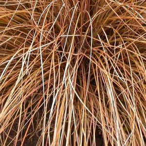 Carex Morrowii ‘Pinkie’ Selection