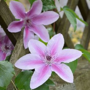 Clematis ‘Gentle Pink’