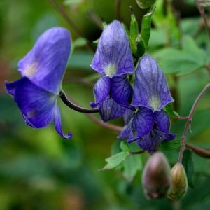 Hemsley’s Aconite