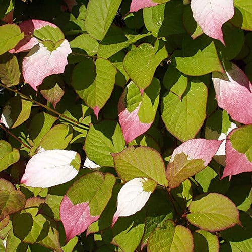 Kolomikta Kiwi Plant