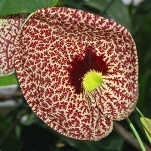 Littoral Aristolochia