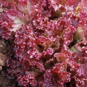 Lollo Rossa Lettuce