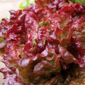 New Crimson Hearth Lettuce