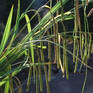 Pendulous Carex