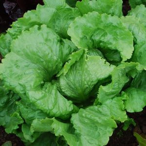 Webb’s Fantastic Lettuce