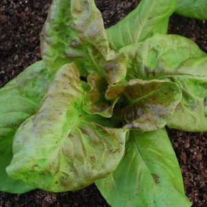 Yugoslavian Crimson Lettuce